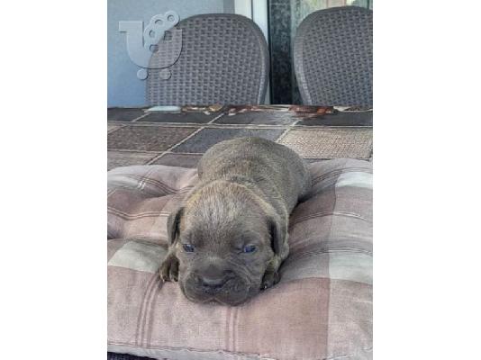 Cane Corso, κράτηση κουταβιών